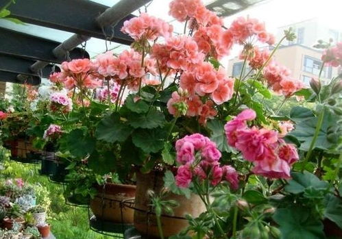 牡丹之华：花中之王， 耐寒耐寒