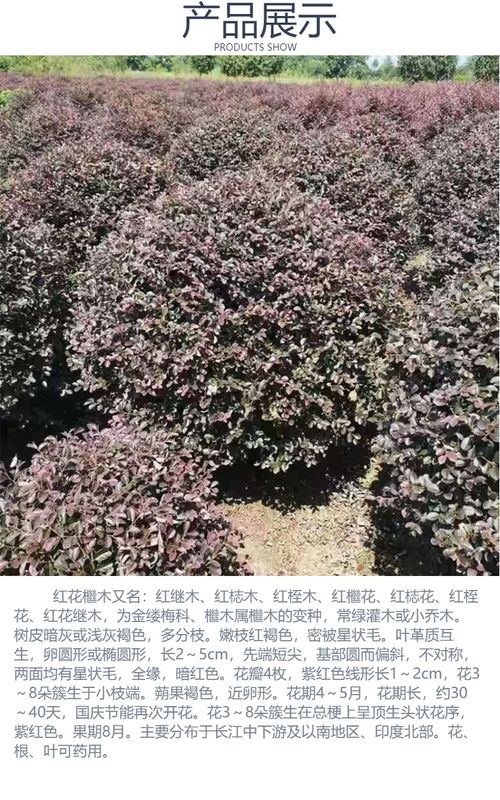 红花继木盆景造型，如何巧妙融入自然之美
