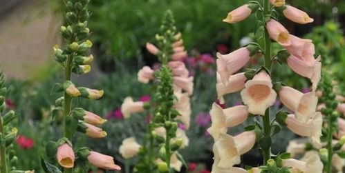 室内耐阴植物， 家居好伴侣