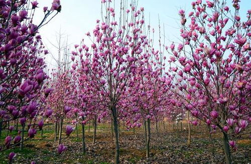 南召玉兰：香飘万里的秘密