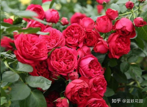 天方夜谭：月季中的明星