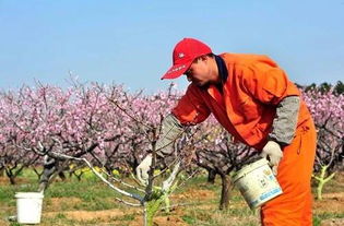 防治病虫害， 李先生的经验