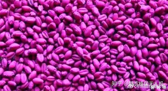 辛硫磷：地下害虫的末日