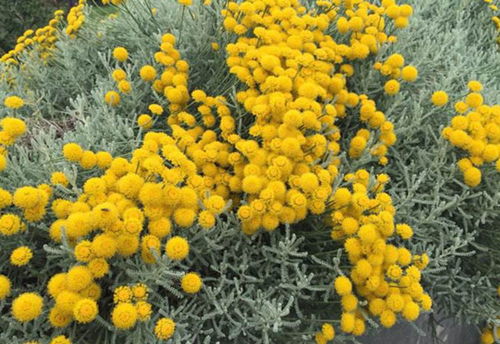 路边绿化花卉品种大全