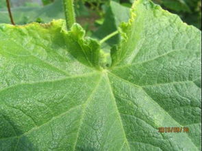 黄瓜病害防治，春雷霉素有妙用