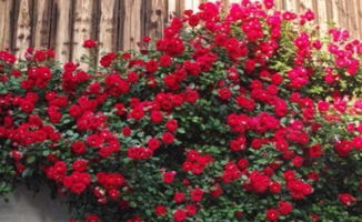 藤本月季的攀援与繁殖