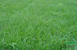 中华结缕草的种植技巧