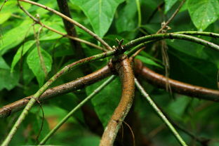 你啥者阝可依不种 也要种上一颗长得像足球的黑老虎