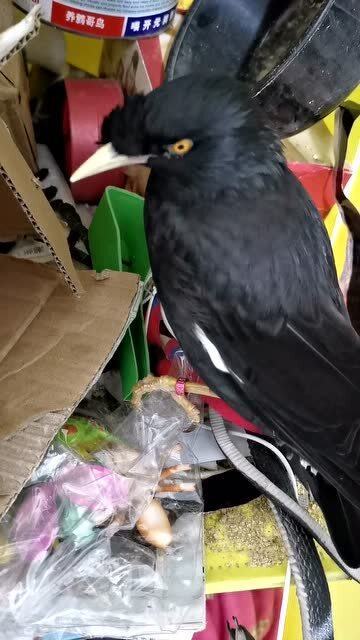 八哥鸟：吉祥之鸟，畜牧养殖中的优选品种