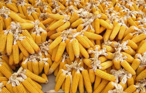 晋城玉米价格如何？晋城哪里有学做小吃的好地方？