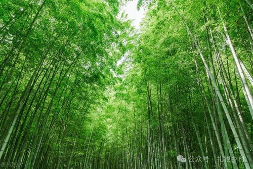 竹子种子种植入门指南