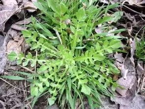荠菜花，包饺子那个荠菜开的花