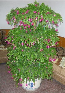 仙人掌与某些果树进行嫁接