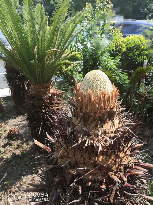 家里铁树开花是吉兆吗？各地说法各异
