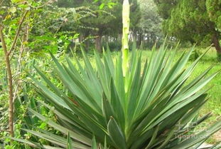 丝兰：大自然的神奇宝贝