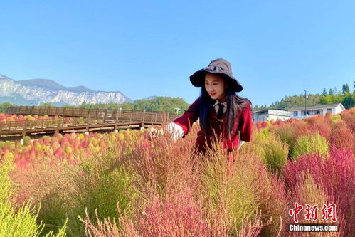 秋草观赏档案大公开