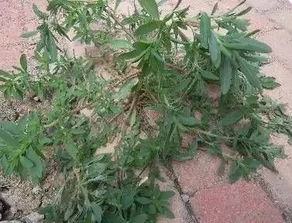 饭豆地有苋菜、灰菜、水稗草，想用能杀死灰菜的除草剂，不打饭豆，有什么高效除草剂推荐？