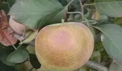 甲霜灵：作物病害的克星