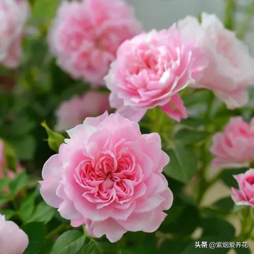 颜色缤纷， 各具特色