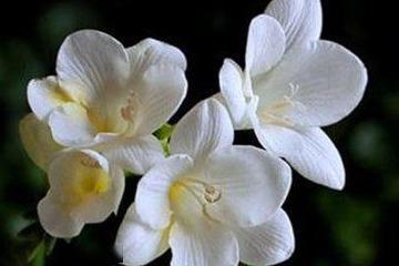 小苍兰：那抹清新与优雅的室内绿意