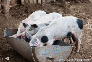 养猪过程中，有哪些不良习惯可Neng导致事业失败？