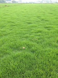 草坪的选择与维护：你的庭院绿植指南