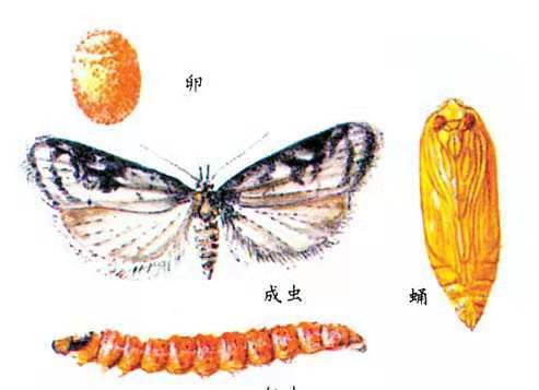 高氯甲维盐防治桃小食心虫反复爆发，科学方案是否有效？