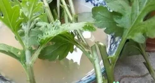 菊花扦插的乐趣与挑战