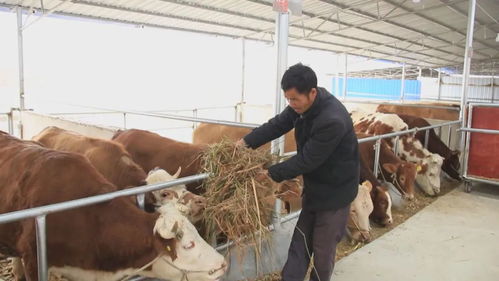 创新饲养管理技术，提升猪瘦肉率新篇章