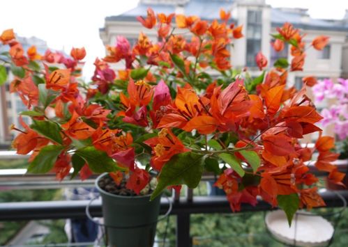 泡仗花核心原因，为何迟迟不开花