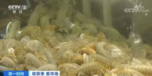 雪莲花多少钱一斤？不同品质价格差异大