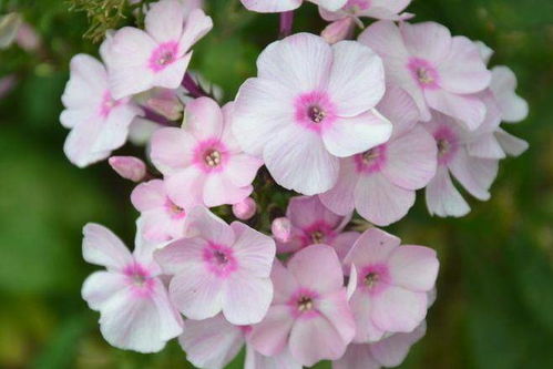 花宫娜月季真没缺点？既美又仙，抗病又勤花，这真的可信吗？