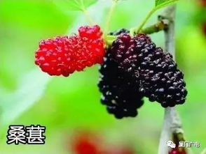 毒花果孕育之谜，为何不结果
