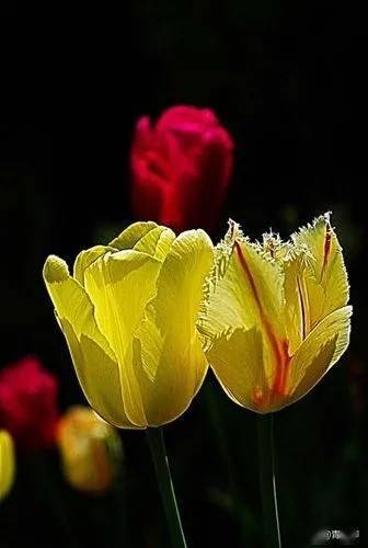 春季种植，阳光与生长的交响曲