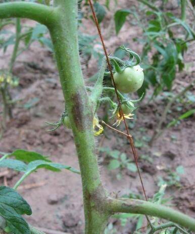 混配性好， 防治效果佳