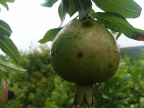 石榴跳斑病是个啥？