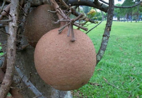 橡树果实发芽前的剥壳浸泡大揭秘