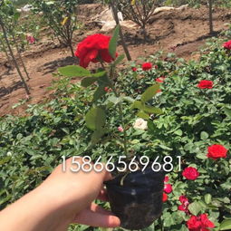 月季小苗的成长之路：第二步——茁壮成长