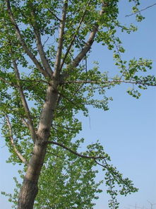 白果树，千年古树的价值