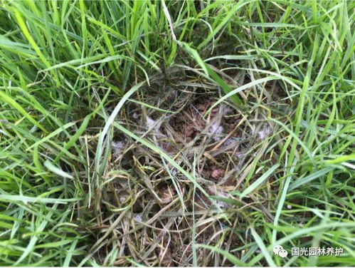 青海农户的懒人草皮， 早熟禾和苔草的组合