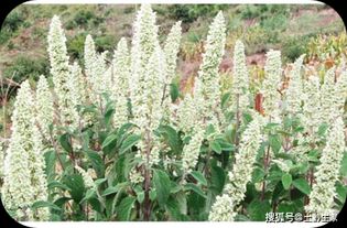 蛇麻喜温凉湿润，适于海拔300