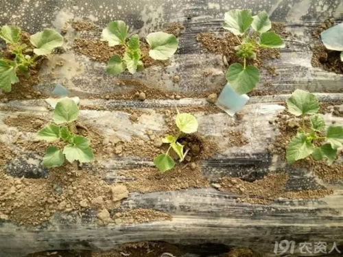 施肥，施肥，还是施肥！