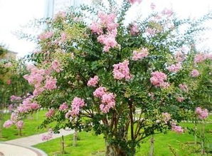 百日红花如何进行科学的种植与管理