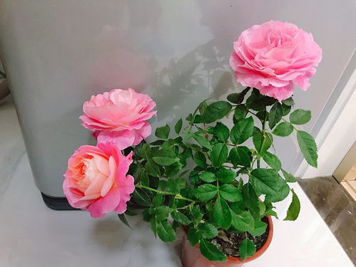 紫色的浪漫：你的眼睛月季