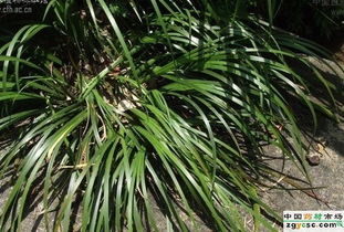 石菖蒲， 水边生长的明星