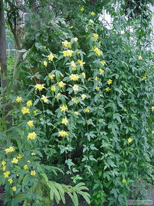 云南黄馨绿化木苗报价揭秘