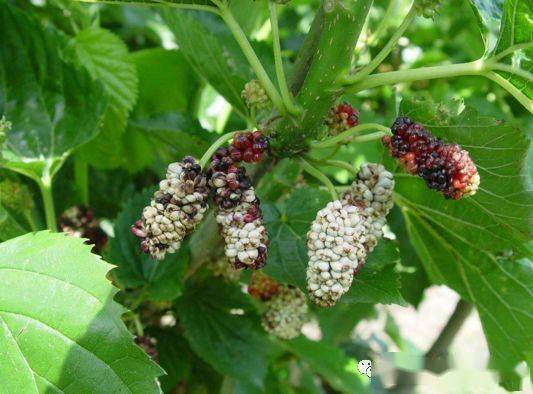 乱讲紫藤病害， 先来乱说说堪