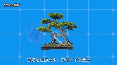将嫁接的榕树盆景修剪成双，上半部分嵌入核心关键词