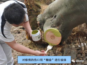 菊花根部腐烂了怎么有效治疗并防止
发生