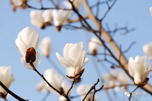 观花树种为何在园林绿化中长盛不衰？